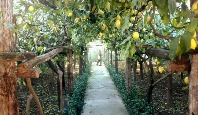 Limoneto di Anna